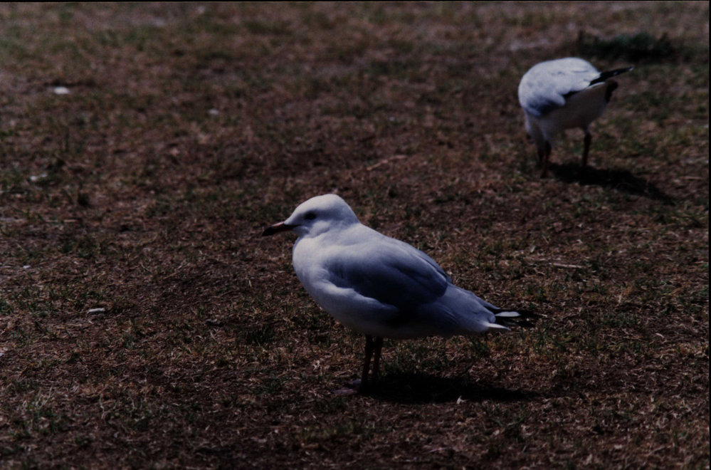 Sea gull, Pittwater