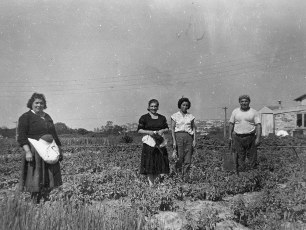 Vescio Family Farm, Campbell Avenue, Dee Why