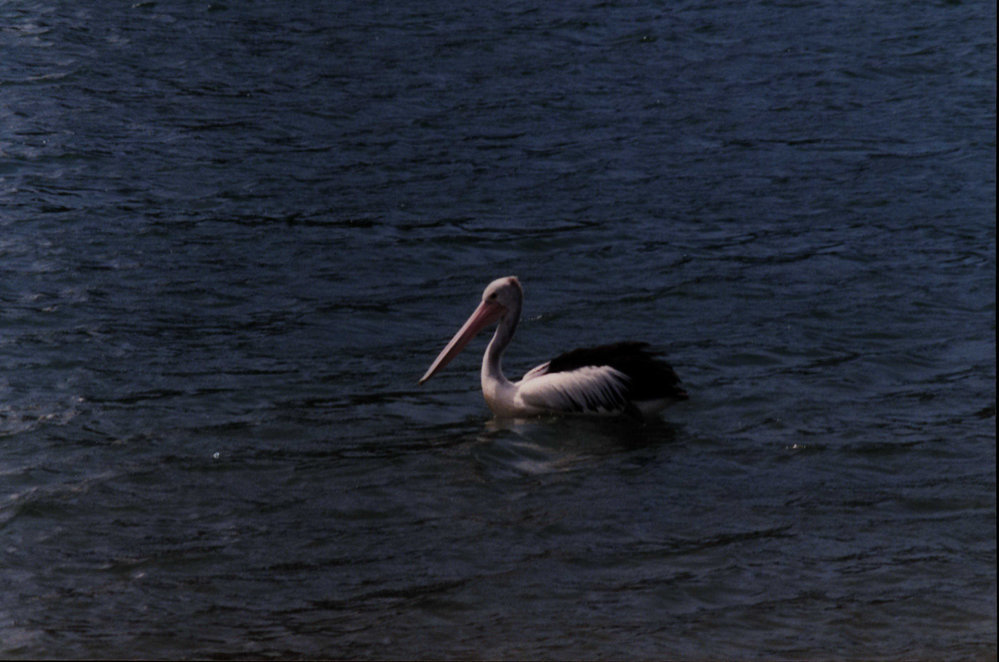 Pelican on Pittwater
