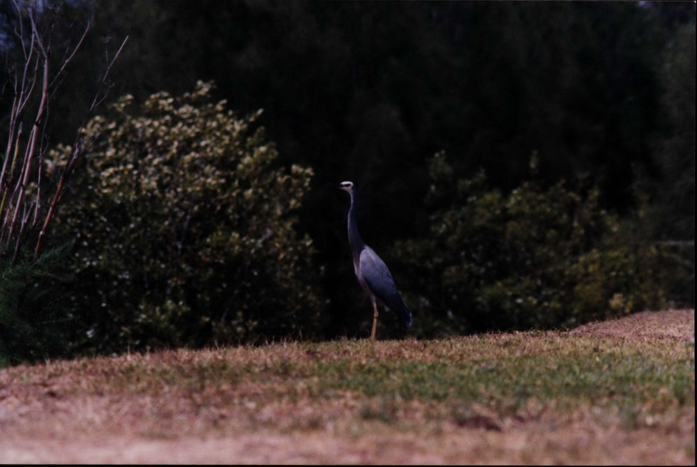Grey crane, Pittwater