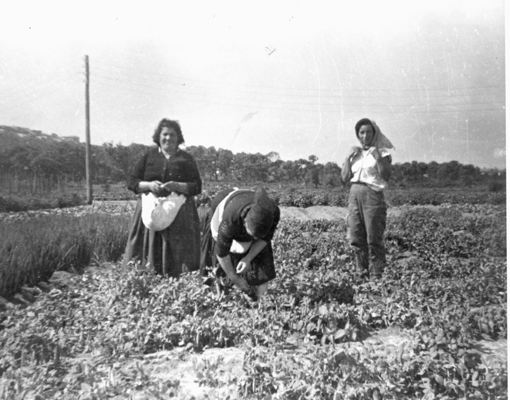 Vescio Family Farm, Campbell Avenue, Dee Why