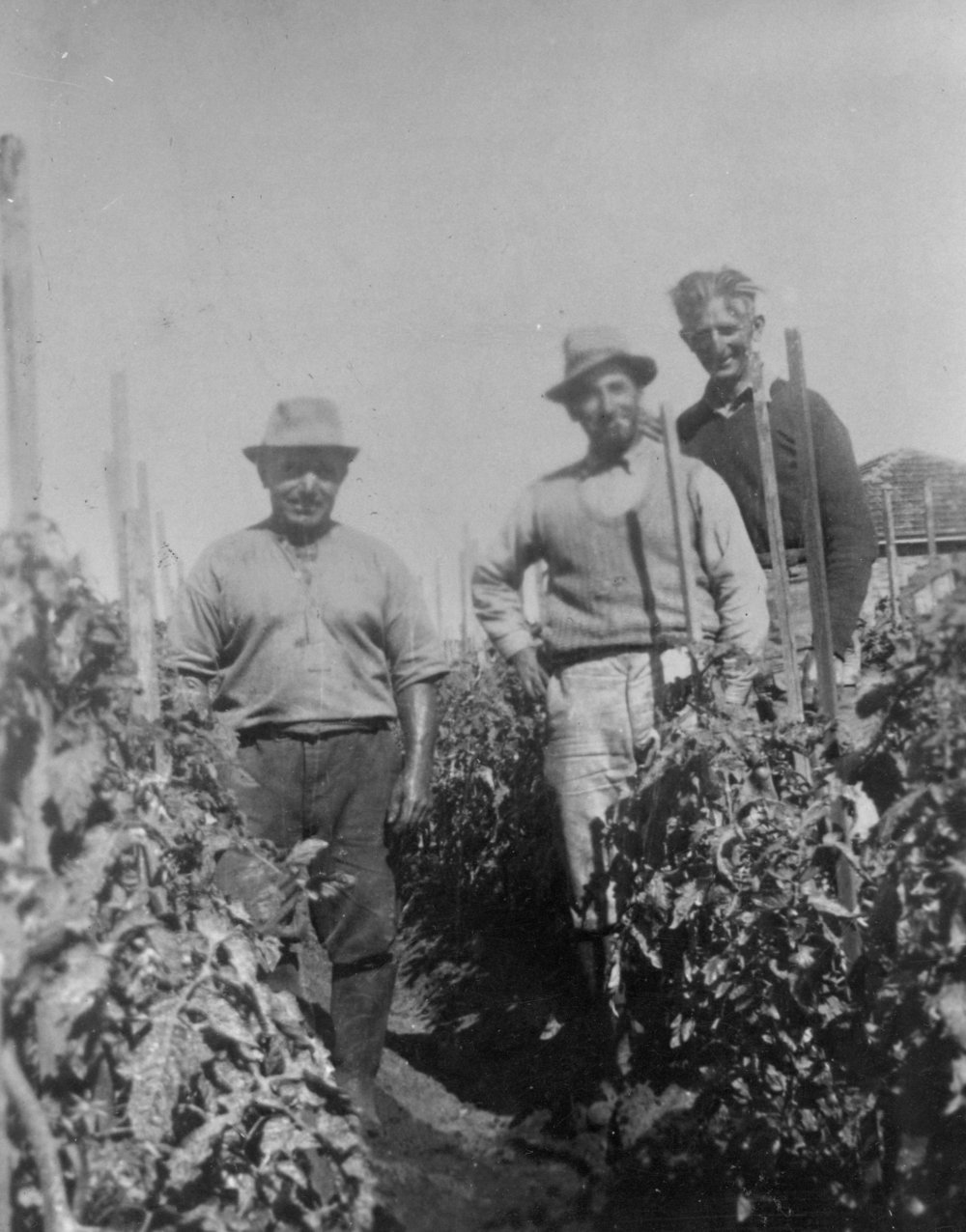 Vescio family farm, Wattle Road, Brookvale