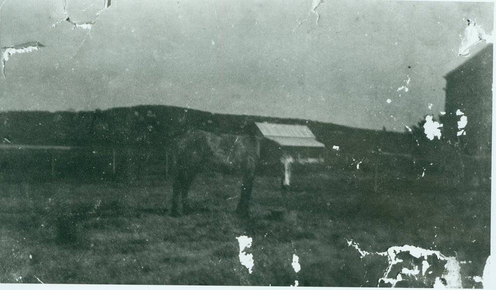 Sayce farm, Abbott Road, North Curl Curl