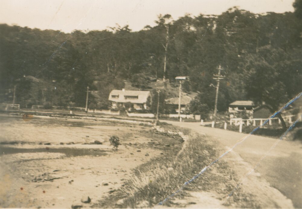 Koala viewed from Pittwater Road