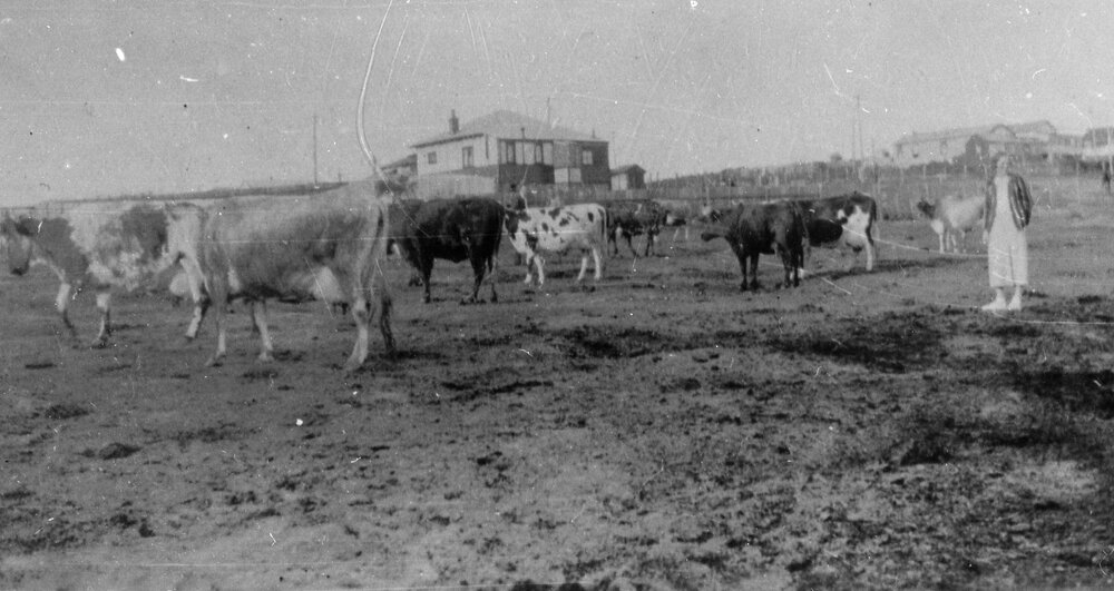 Davison's Dairy, Wyadra Avenue Harbord