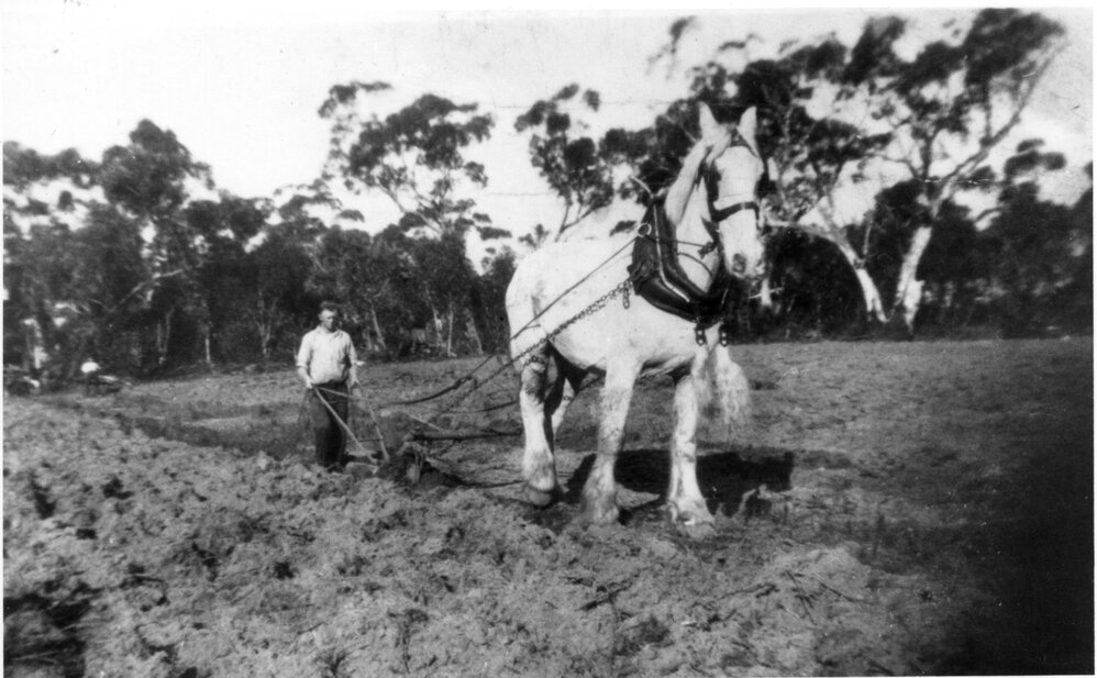 Eddie King with horse drawn plough, at Terrey Hills