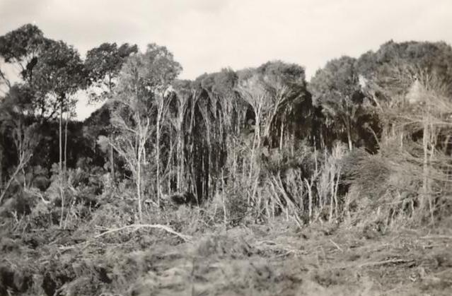 Bushland which became LM Graham Reserve, Balgowlah, c1950s