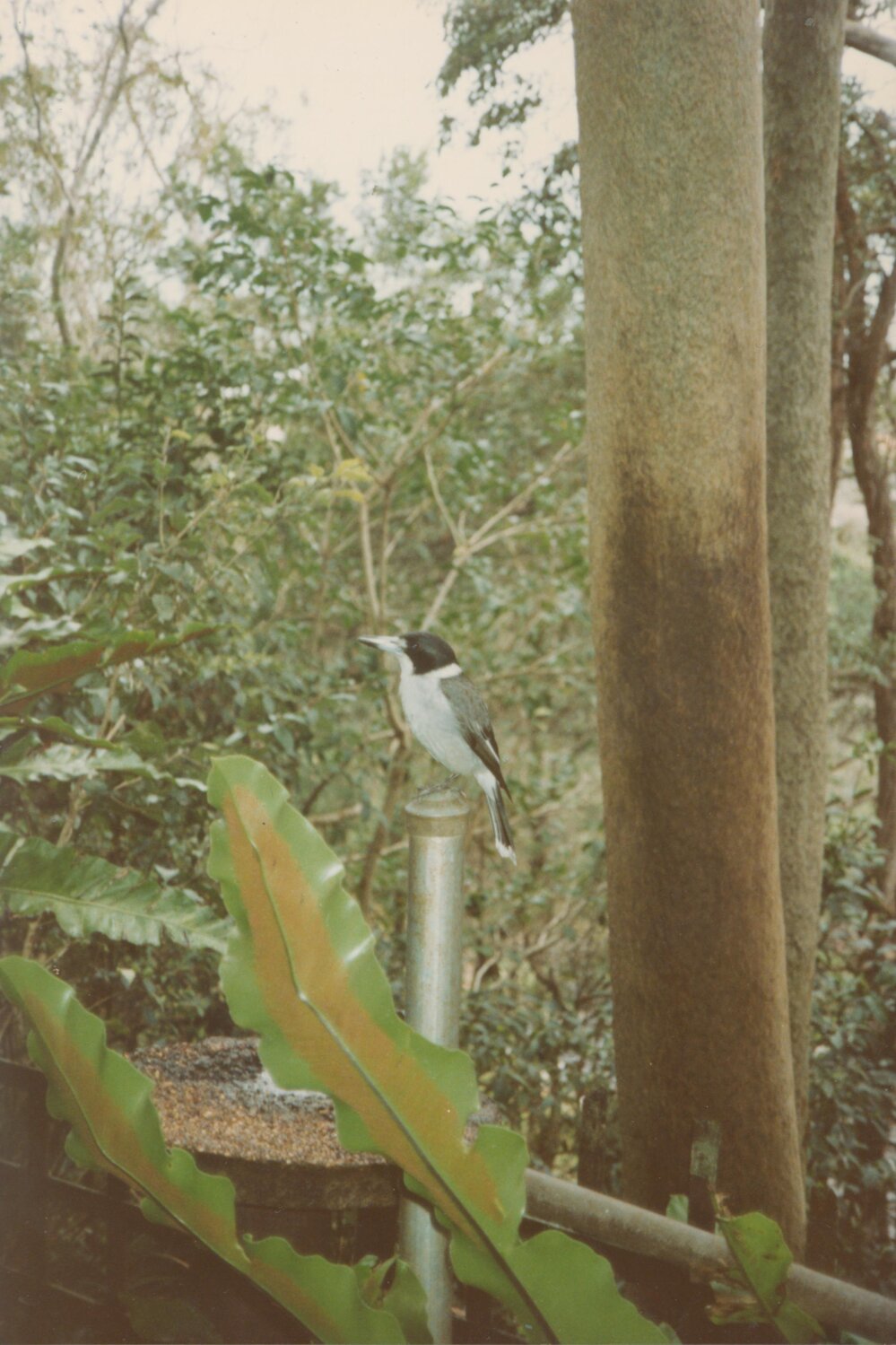 Grey Butcher bird, Grandview Drive, Newport