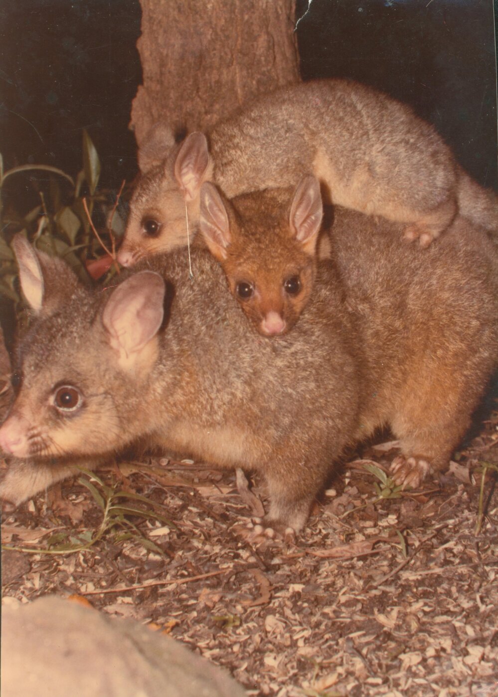 Brushtail possum with twins, Grandview Drive, Newport