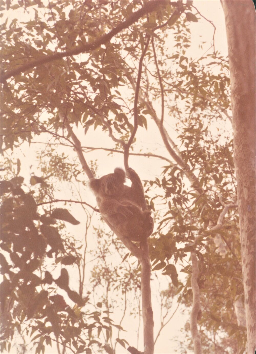 Koala and her joey in Grandview Drive, Newport
