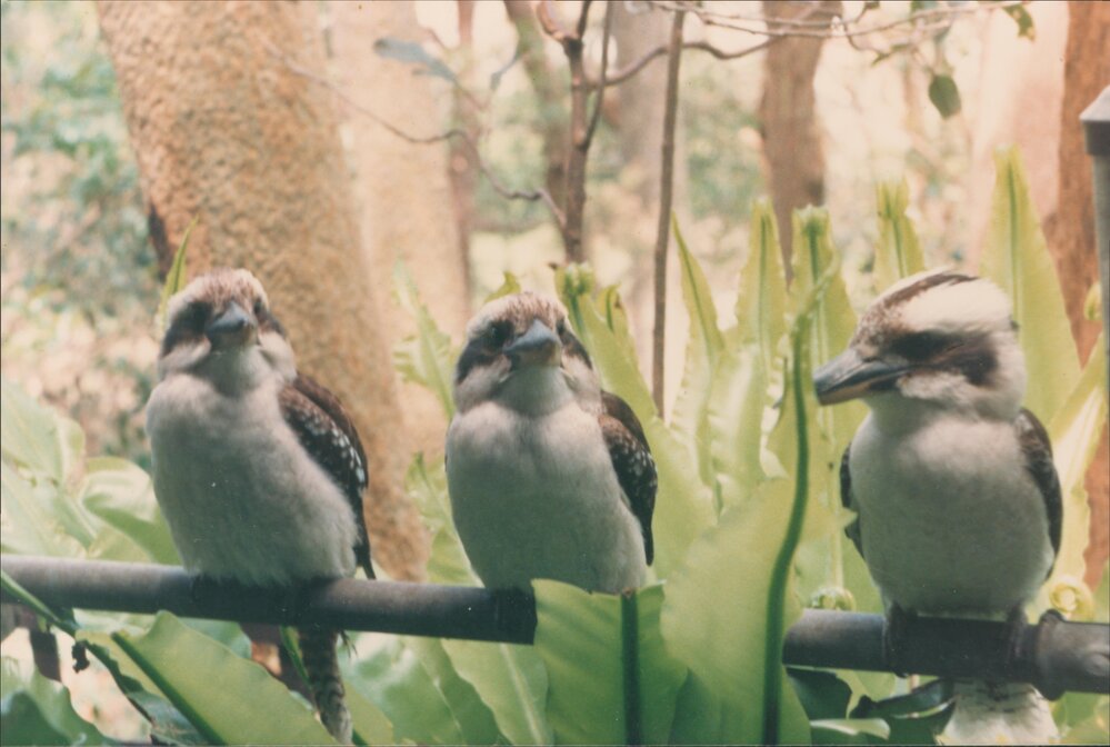 Kookaburras, Grandview Drive, Newport
