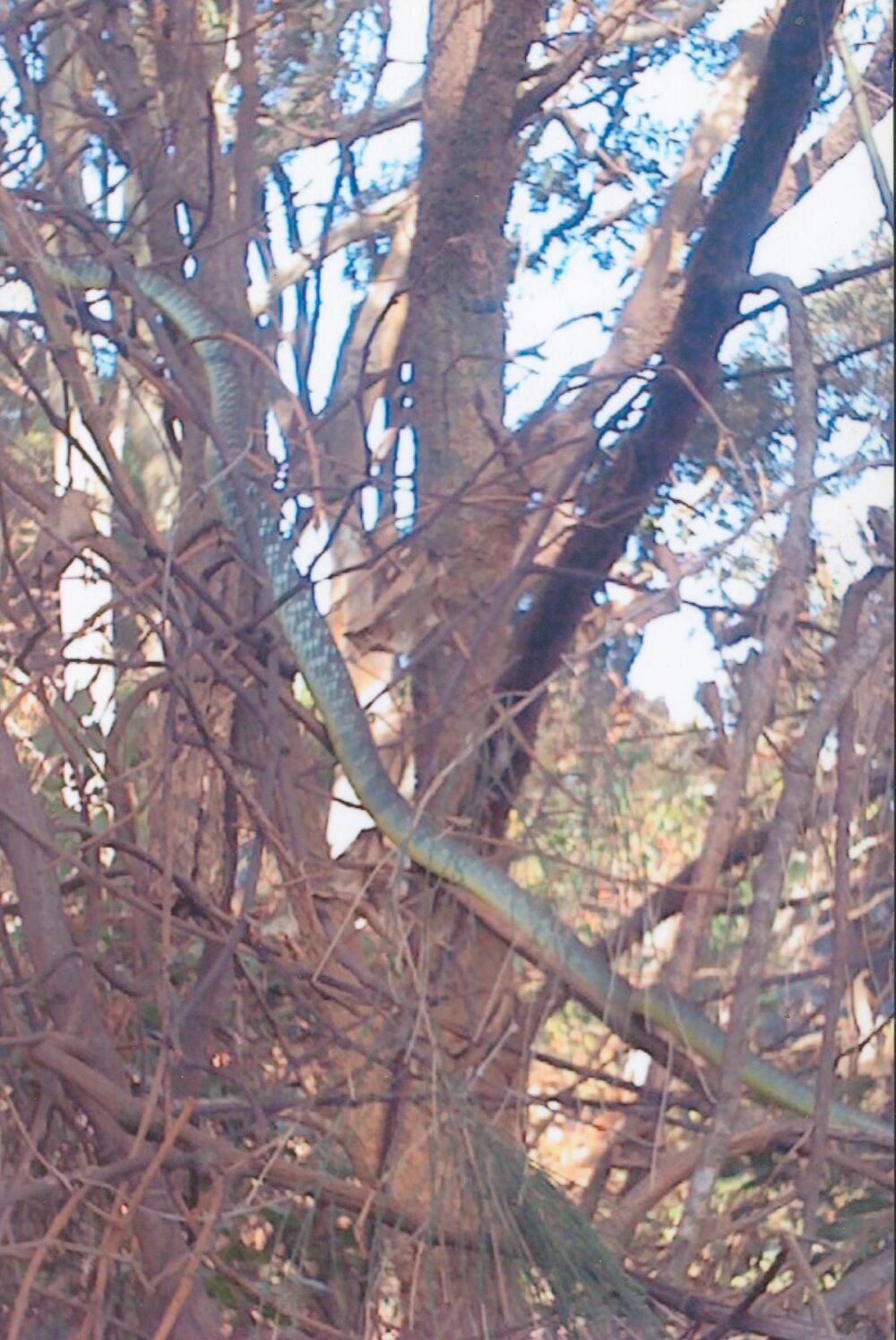 Green Tree Snake, Grandview Drive, Newport