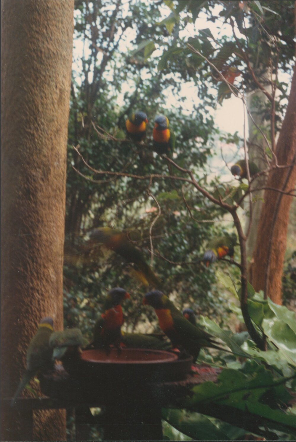 Rainbow Lorikeets, Grandview Drive, Newport