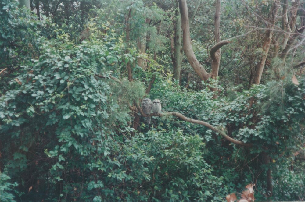 Tawny Frogmouths, Grandview Drive, Newport