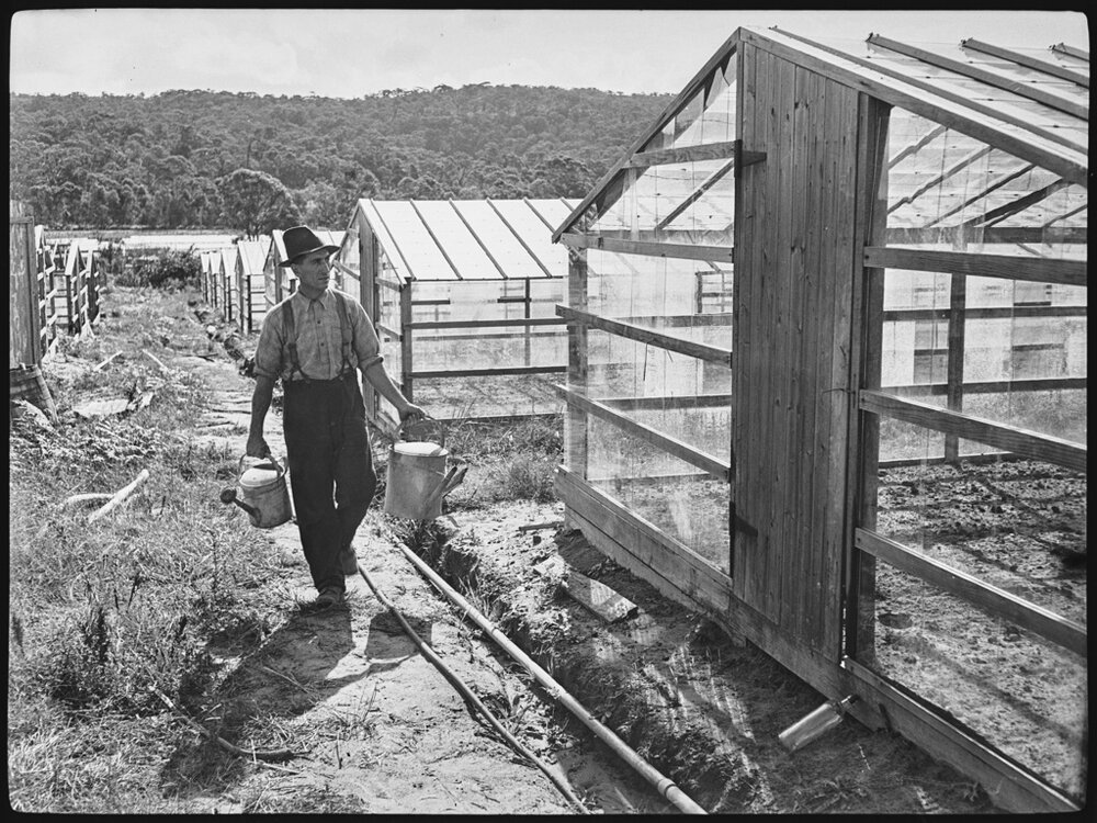 Market gardeners at Warriewood