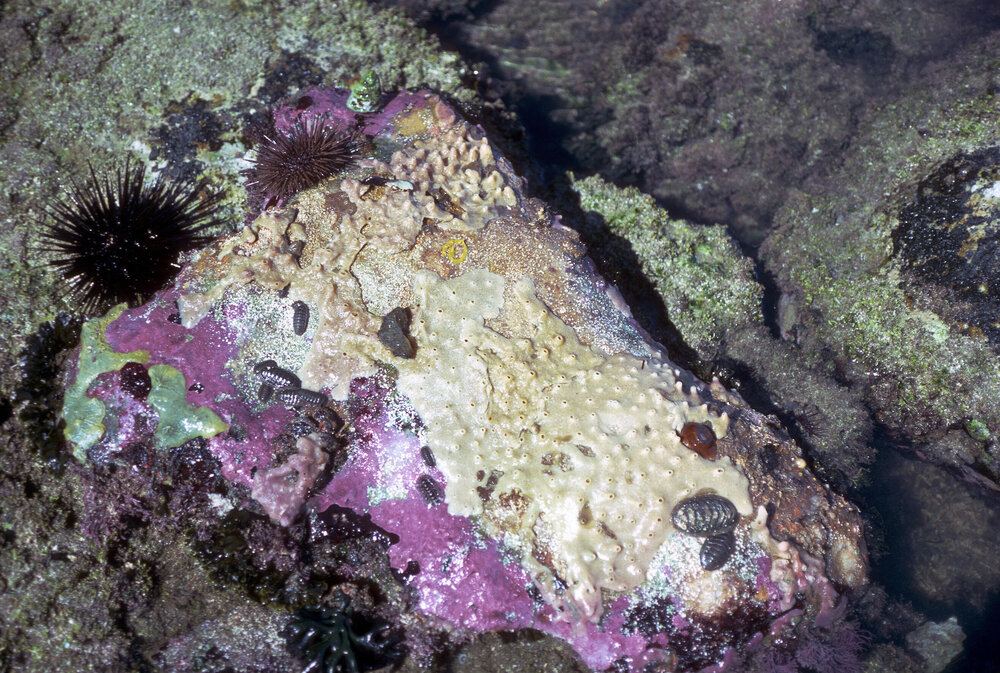  Rockpools with encrusting corallines, Harbord, 1986