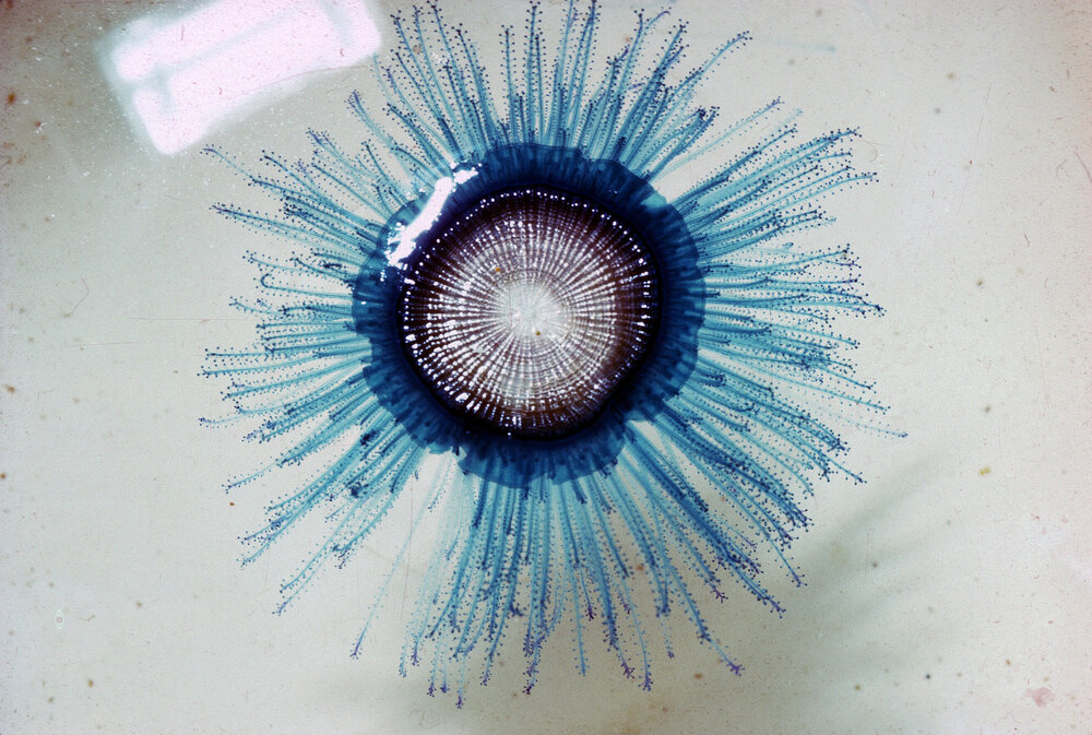  Porpita porpita