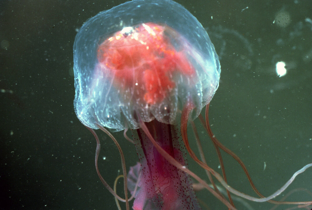  Pelagia noctiluca, Newport,1986