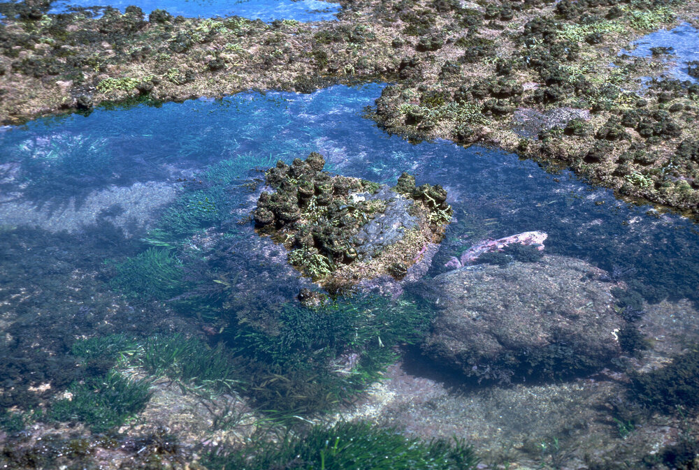  Rockpool with pyura at Newport, 1986