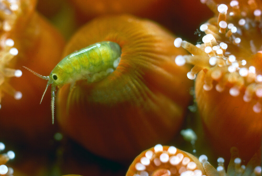  Corynactis australis, 1964