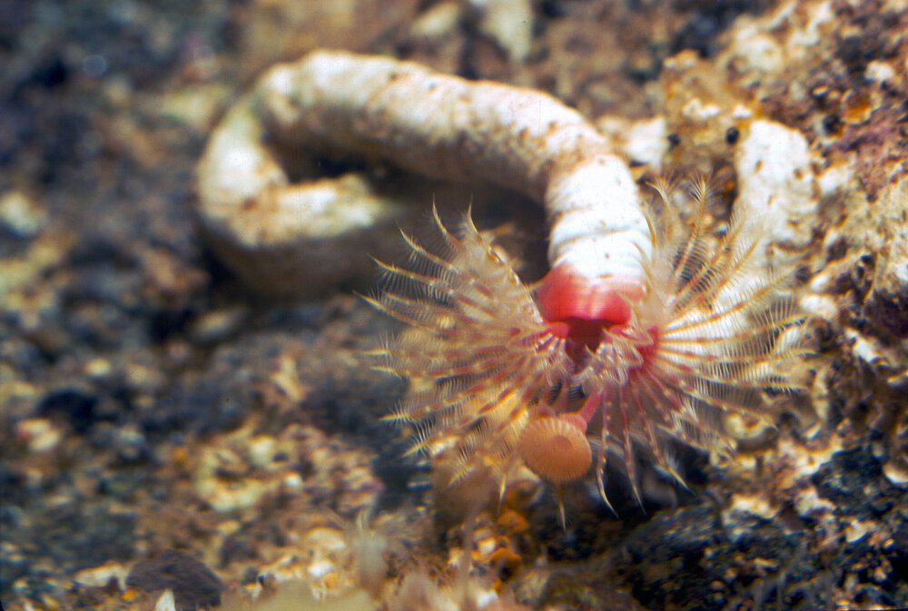  Serpula species, Long Reef, 1986