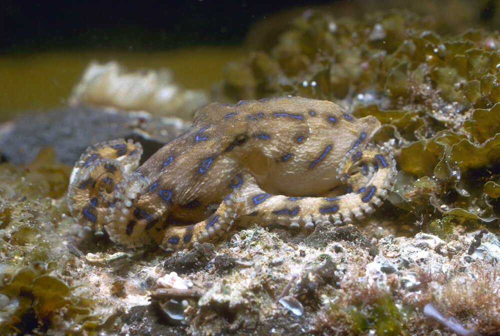  Hapalochlaena fasciata, Long Reef