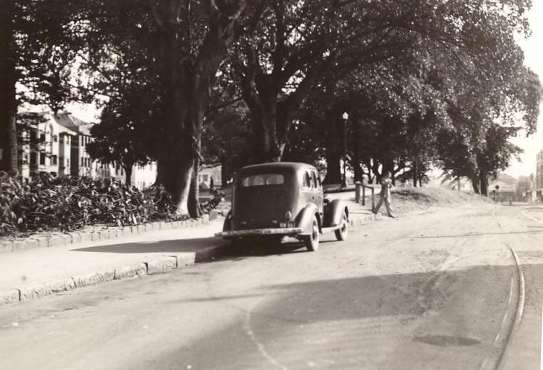 Gilbert Park trees, Manly, 27th August 1948