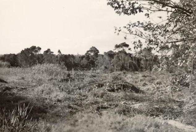 Ground which became Graham Reserve, Manly, c1950s