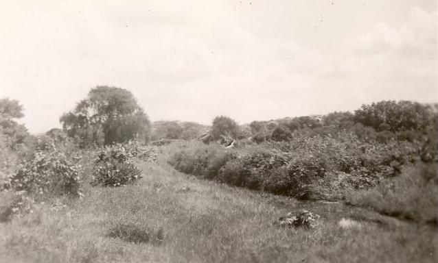 Ground which became the Graham Reserve, Manly, c1950s