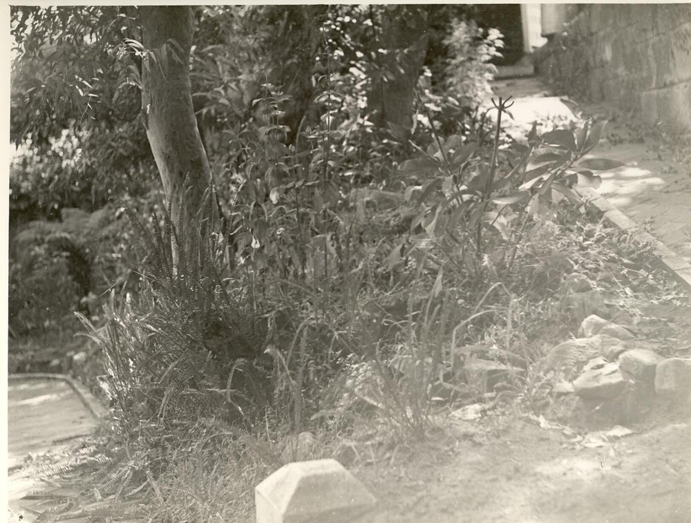 Gardens of house on Lauderdale Avenue, Fairlight, 12th March 1941