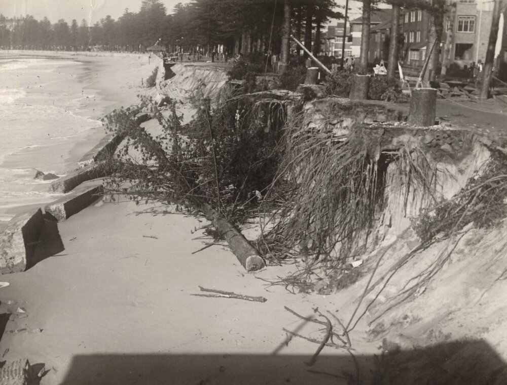 North Steyne seawall damage, felled pines, Manly, 28th June 1950