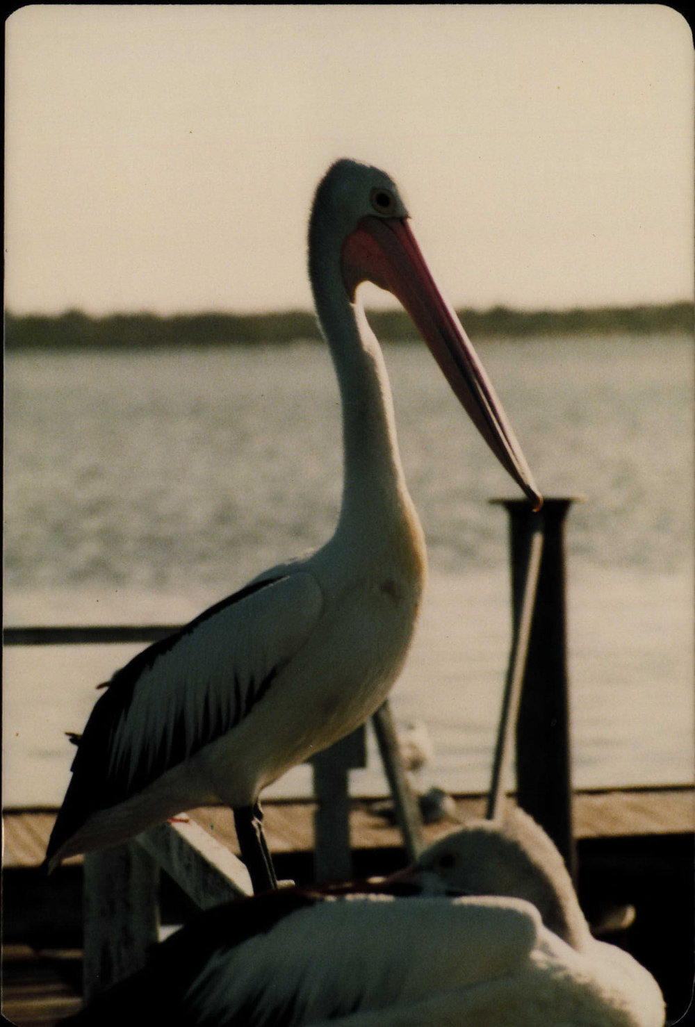 Pelicans, Warringah, c 1980