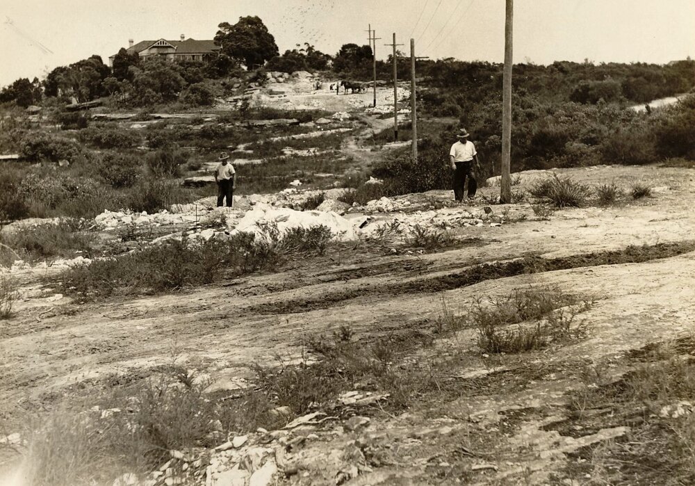 Peacock near Redman St, Seaforth, 26th January 1939
