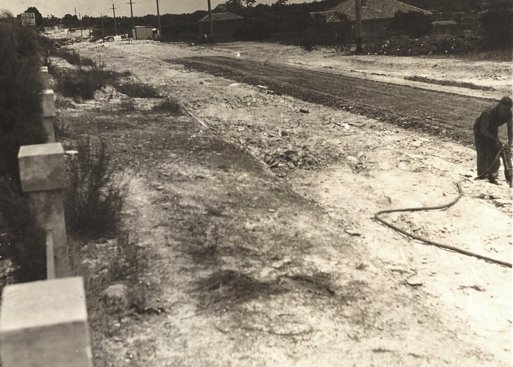Peacock near William St, Seaforth, 26th January 1939