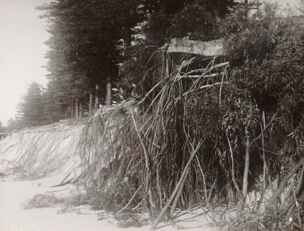 Pine tree roots, south of North Steyne Pavilion, Manly, 28th June 1950
