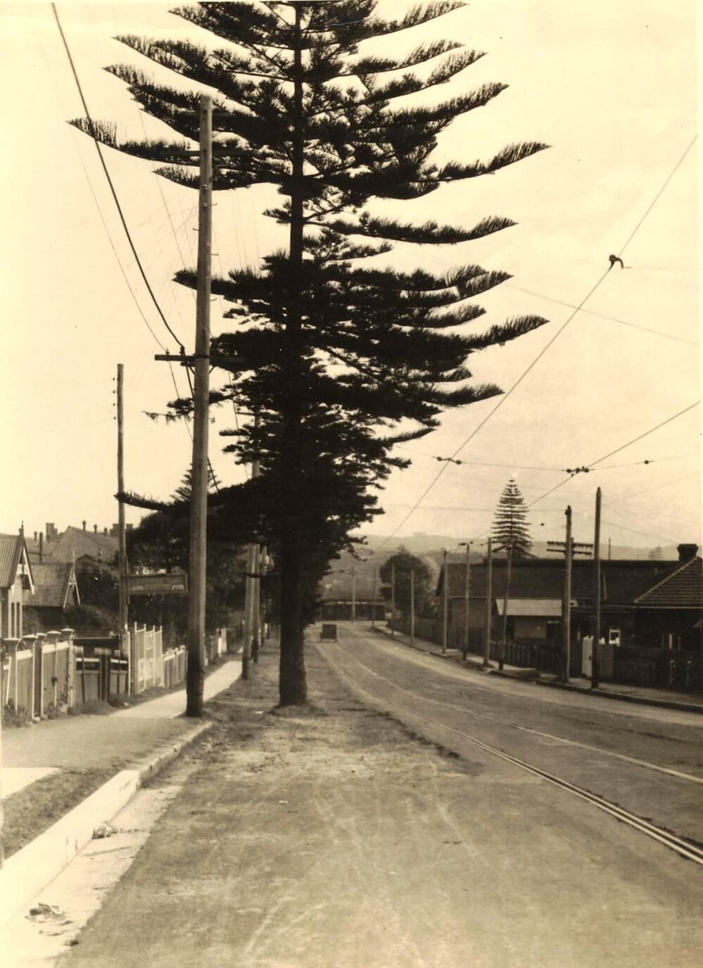 Pittwater Road pine tree, Manly, 3rd July 1934