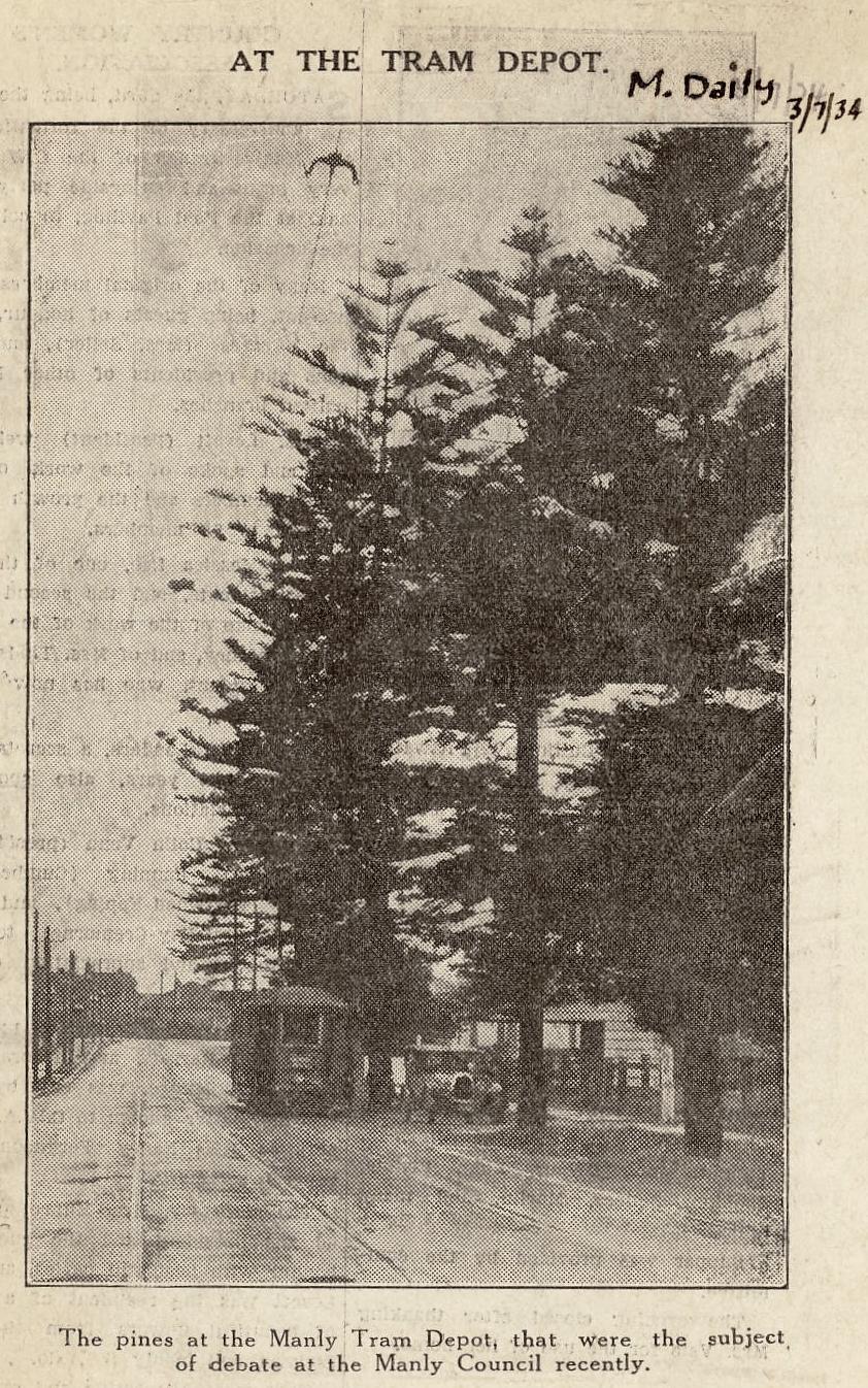 Pittwater Road pines near Manly Tram Depot, Manly, 3rd July 1934