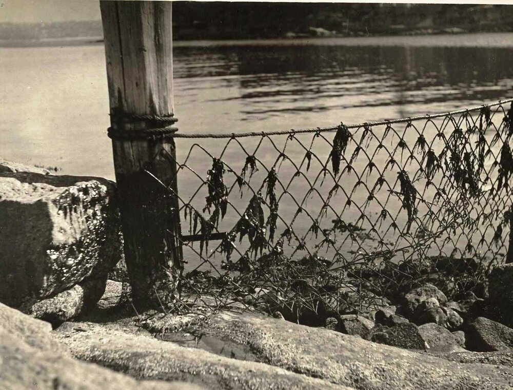 Tar, Little Manly Pool, Manly, 23rd April 1940