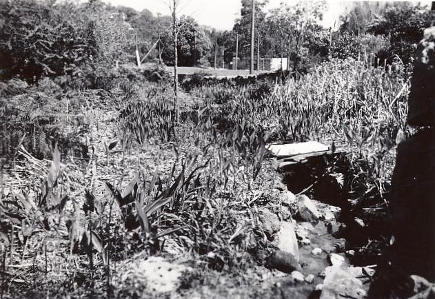 The Sangrado Street watercourse, Seaforth, 24th September 1959