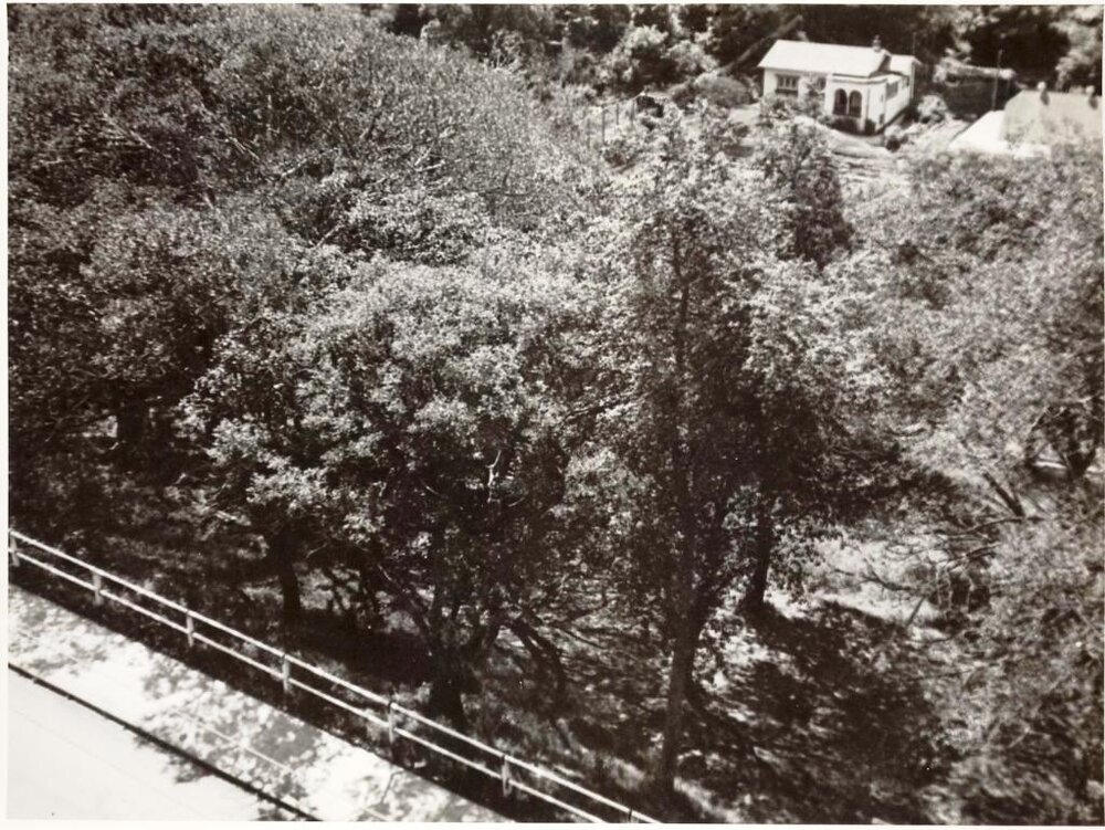 View of Ivanhoe Park, Manly, February 1952
