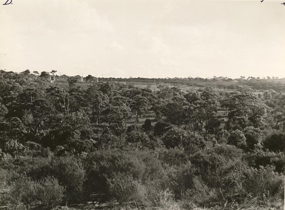 War service homes estate north Seaforth, Seaforth, 30th June 1947