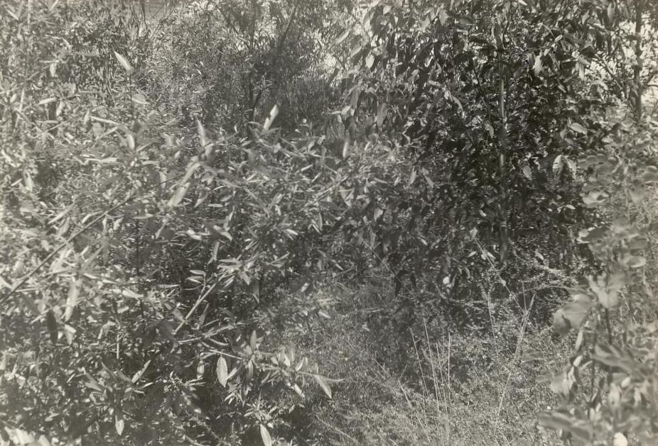 Unidentified site with vegetation, c1940s
