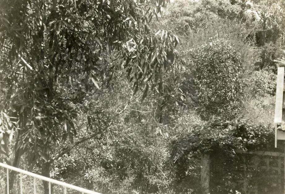 Bushland area adjacent to a structure, c1940s