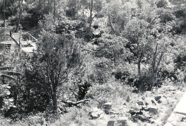 Vegetation on an indentified property, c1940s