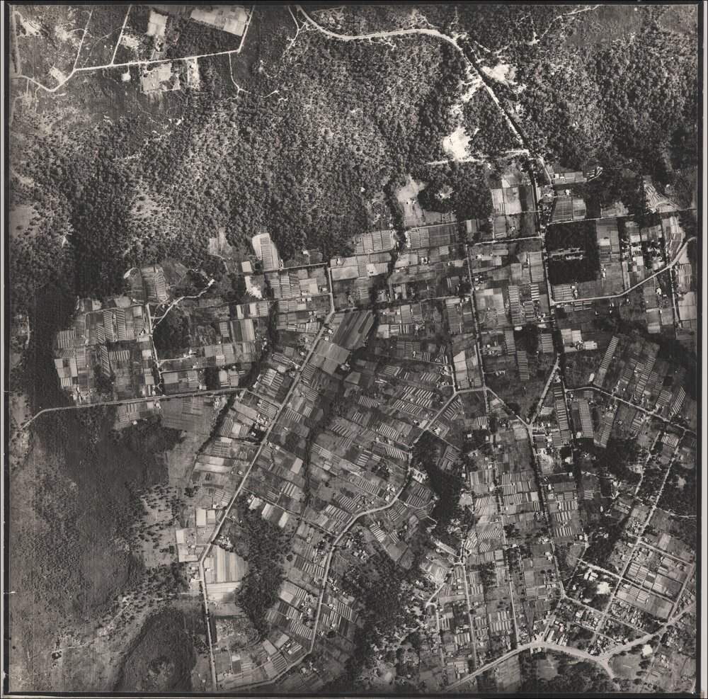 Aerial photograph of Warriewood, 1951