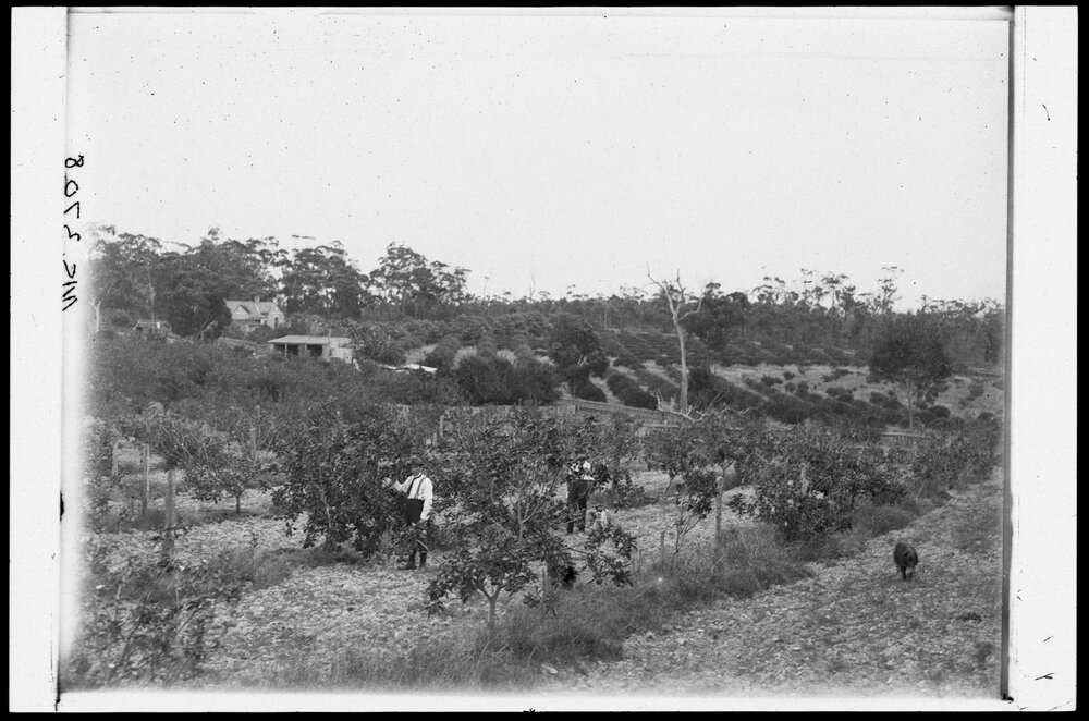 Holland's Orchard Warringah Road, Frenchs Forest