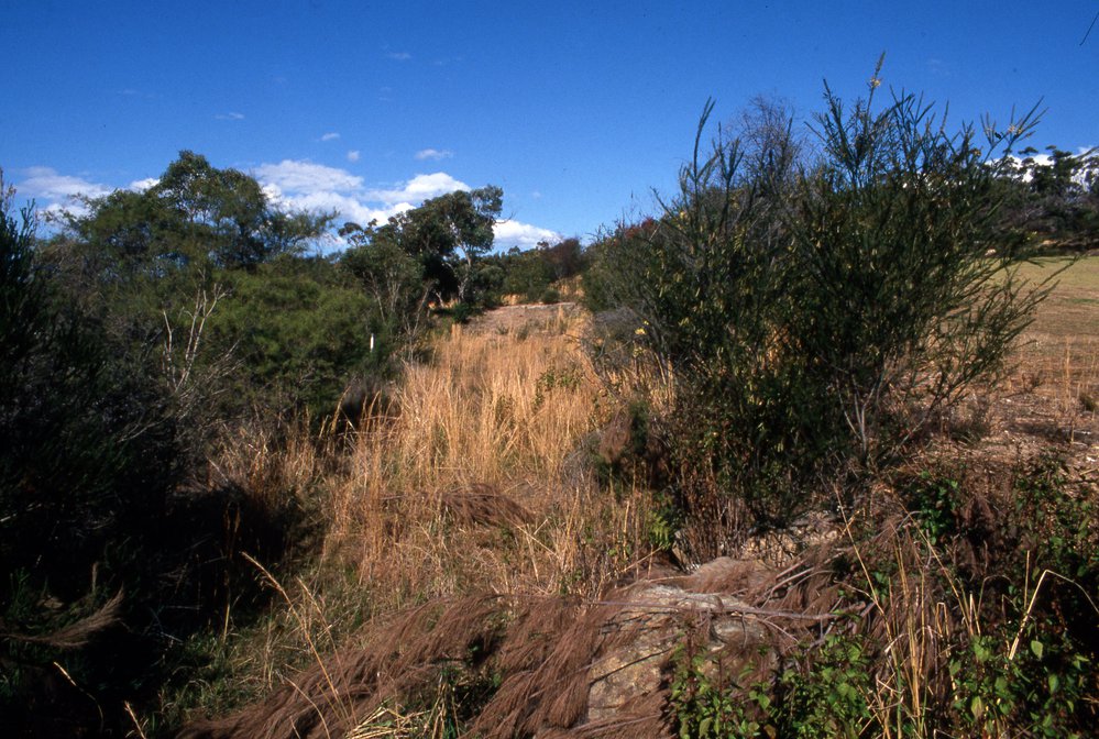 Possibly Wakehurst Golf Course in the rough