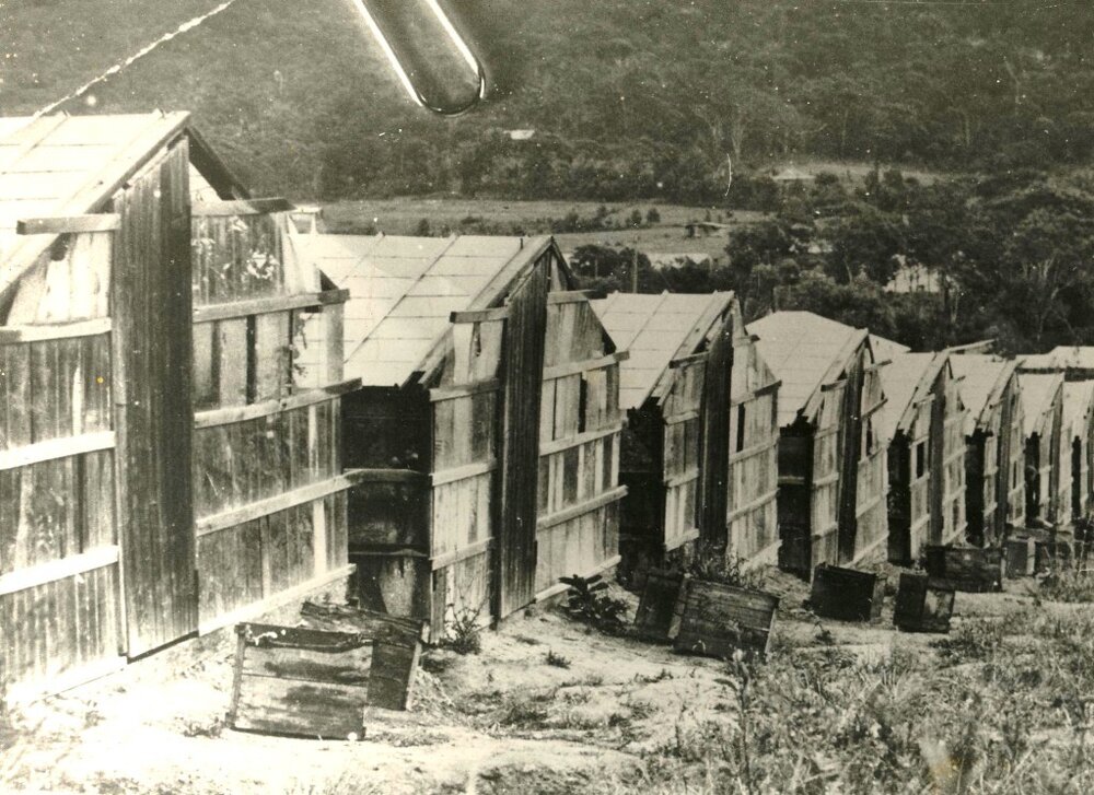 Glasshouses at Warriewood, c1940s