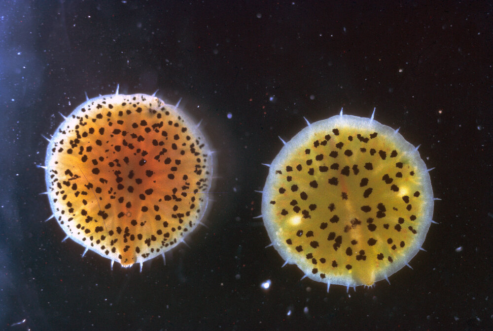 Myzostomids on two Cenolia, Collaroy, 1967
