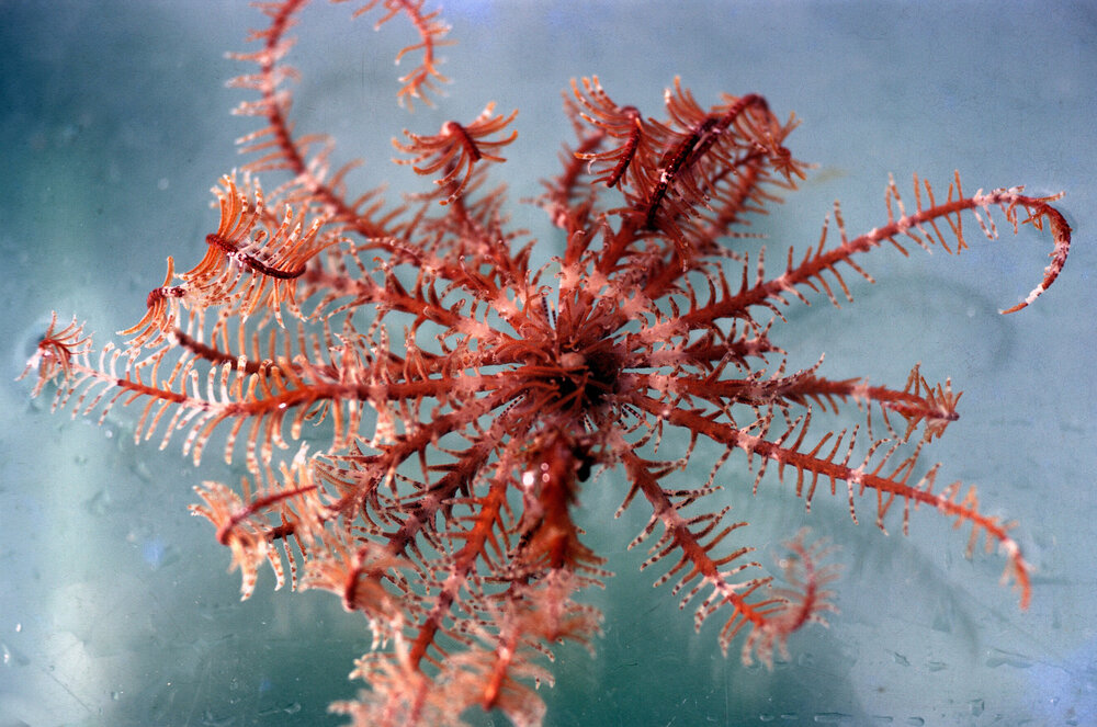 Cenolia trichoptera, Lord Howe Island, 1976